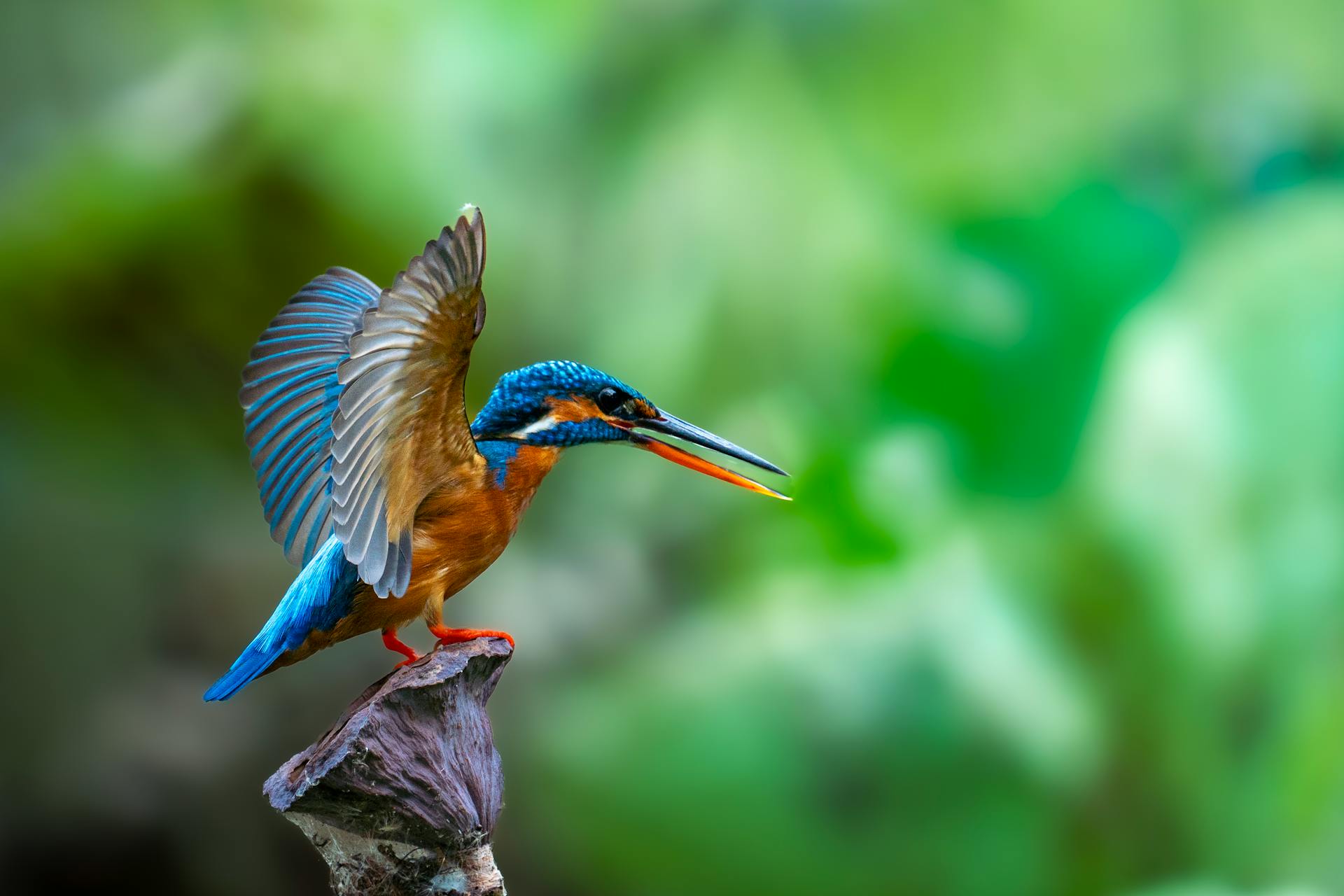 Pat'nat - sortie oiseaux