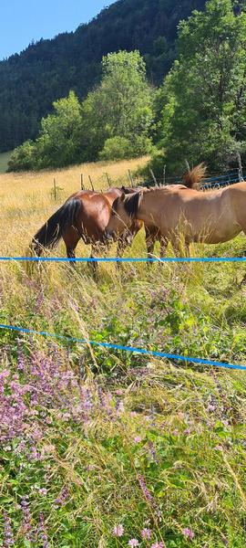 Chevaux au paddock avec beaucoup d'herbe