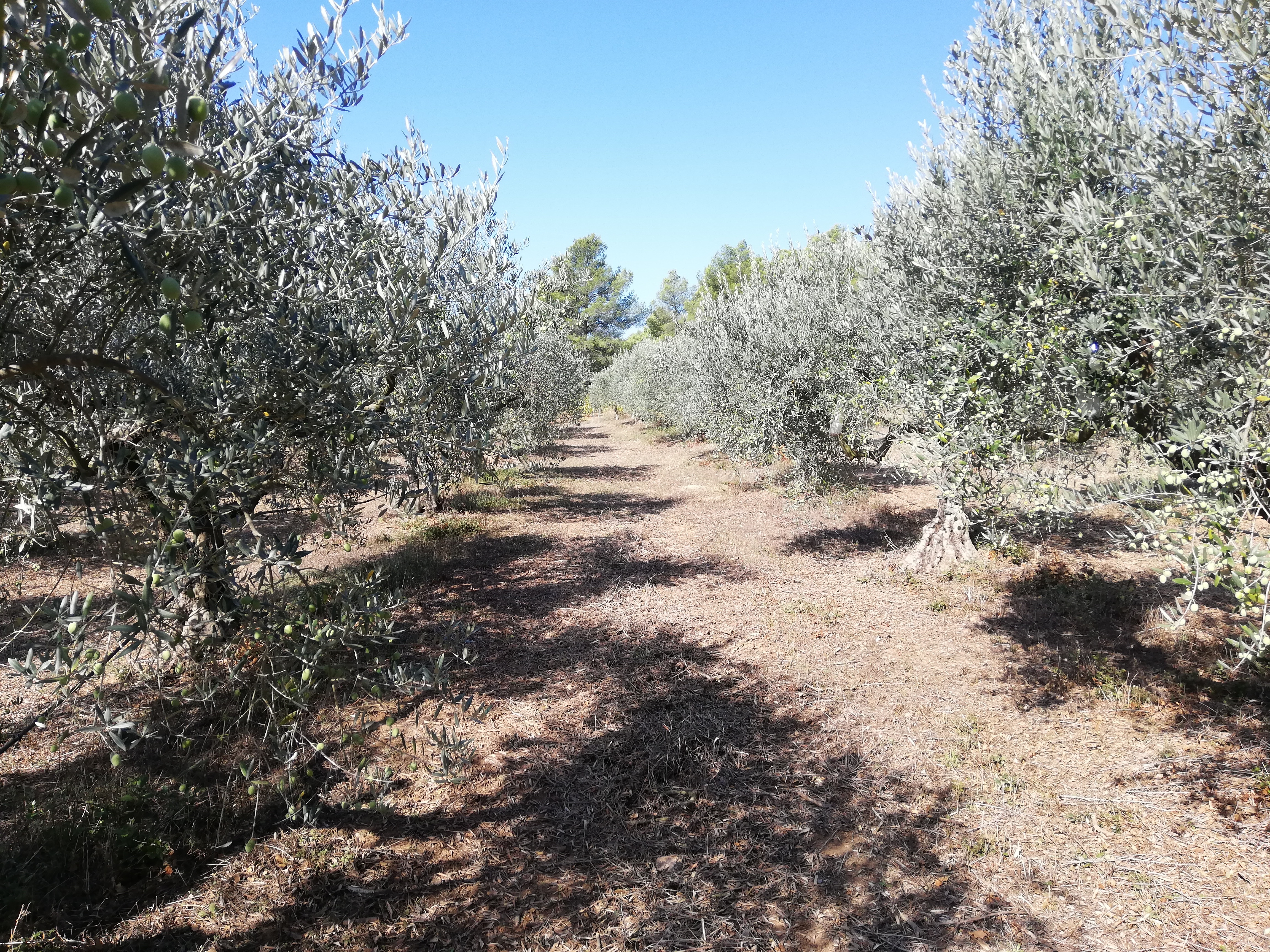 Domaine les Cengles