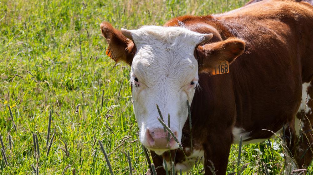L'Alpage de l'Airon_Les Carroz-d'Arâches