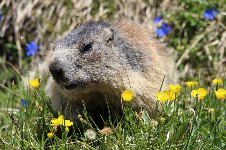 Marmotte