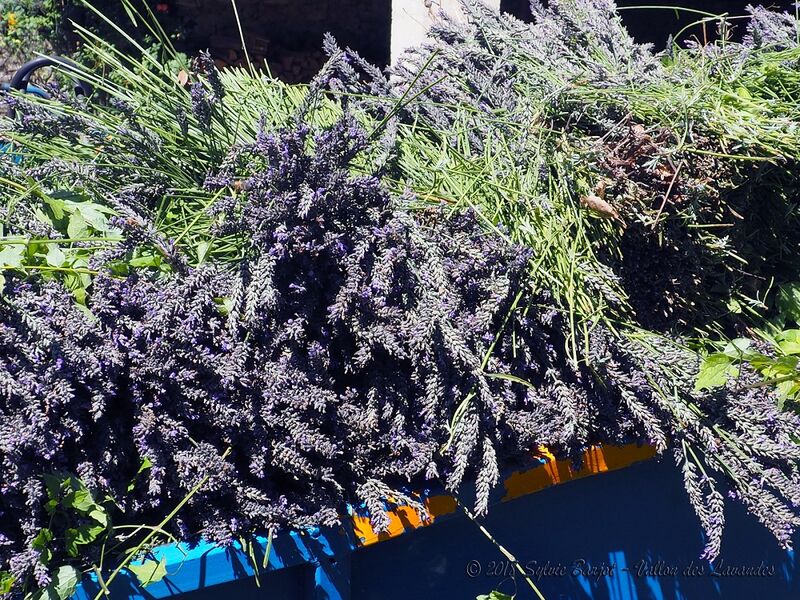 Distillerie du Vallon