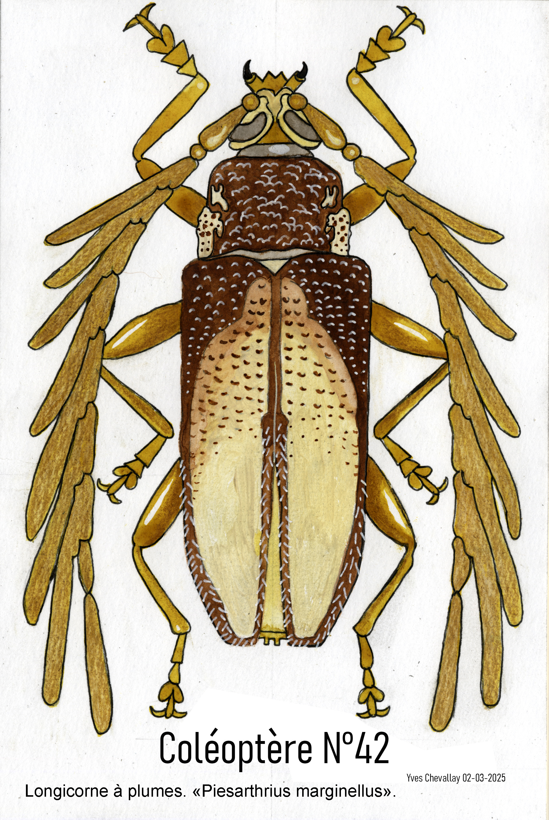 Exposition « Coléoptères » d&rsquo;Yves Chevallay // Ambert