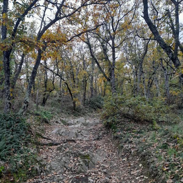 Forêt Forêt