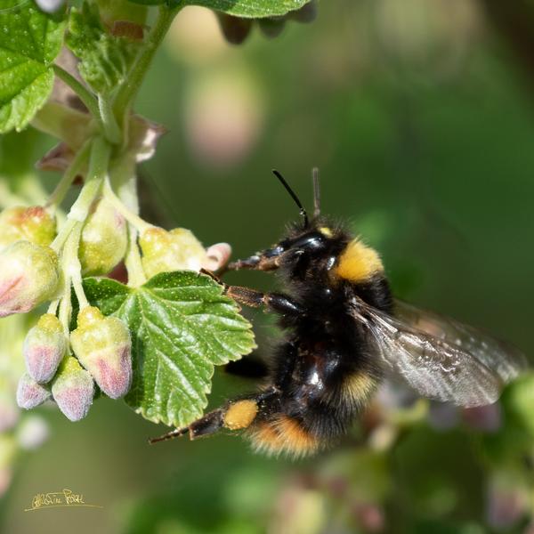 Christine Pascal - Photographe nature