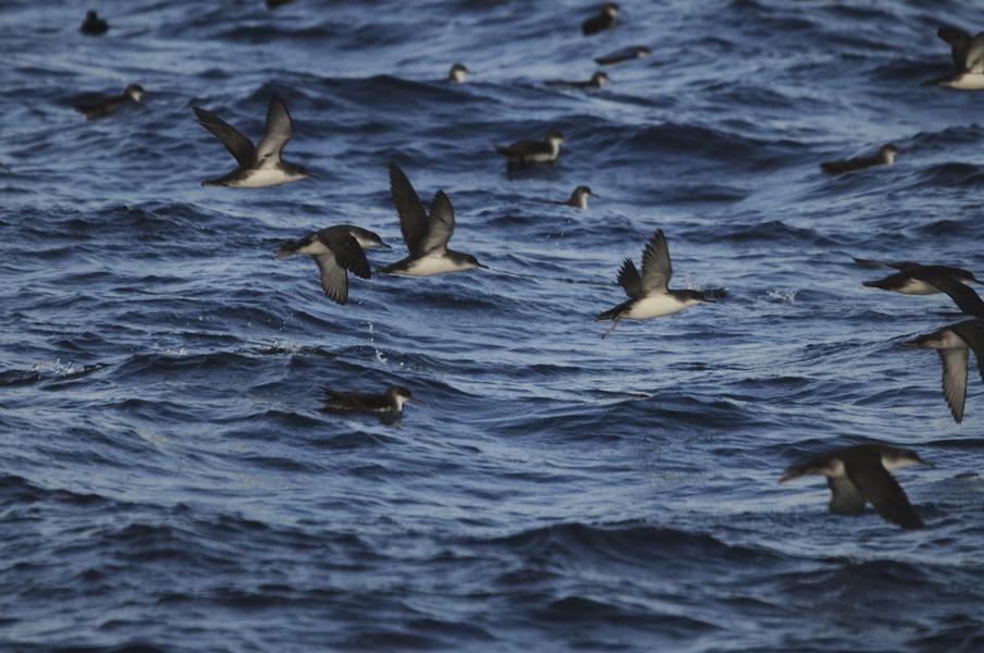 Point rencontre : Initiation à l’ornithologie (Porquerolles)_Hyères