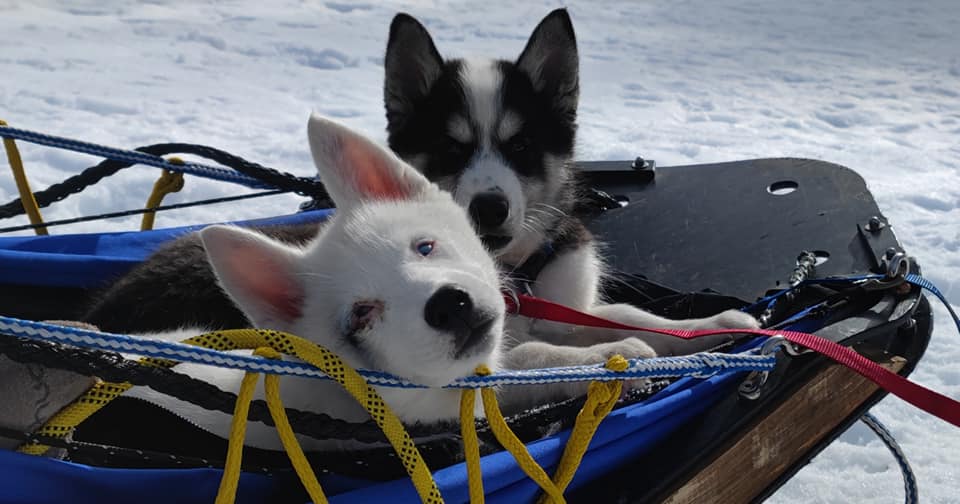 Rêve arctic - chien de traîneau