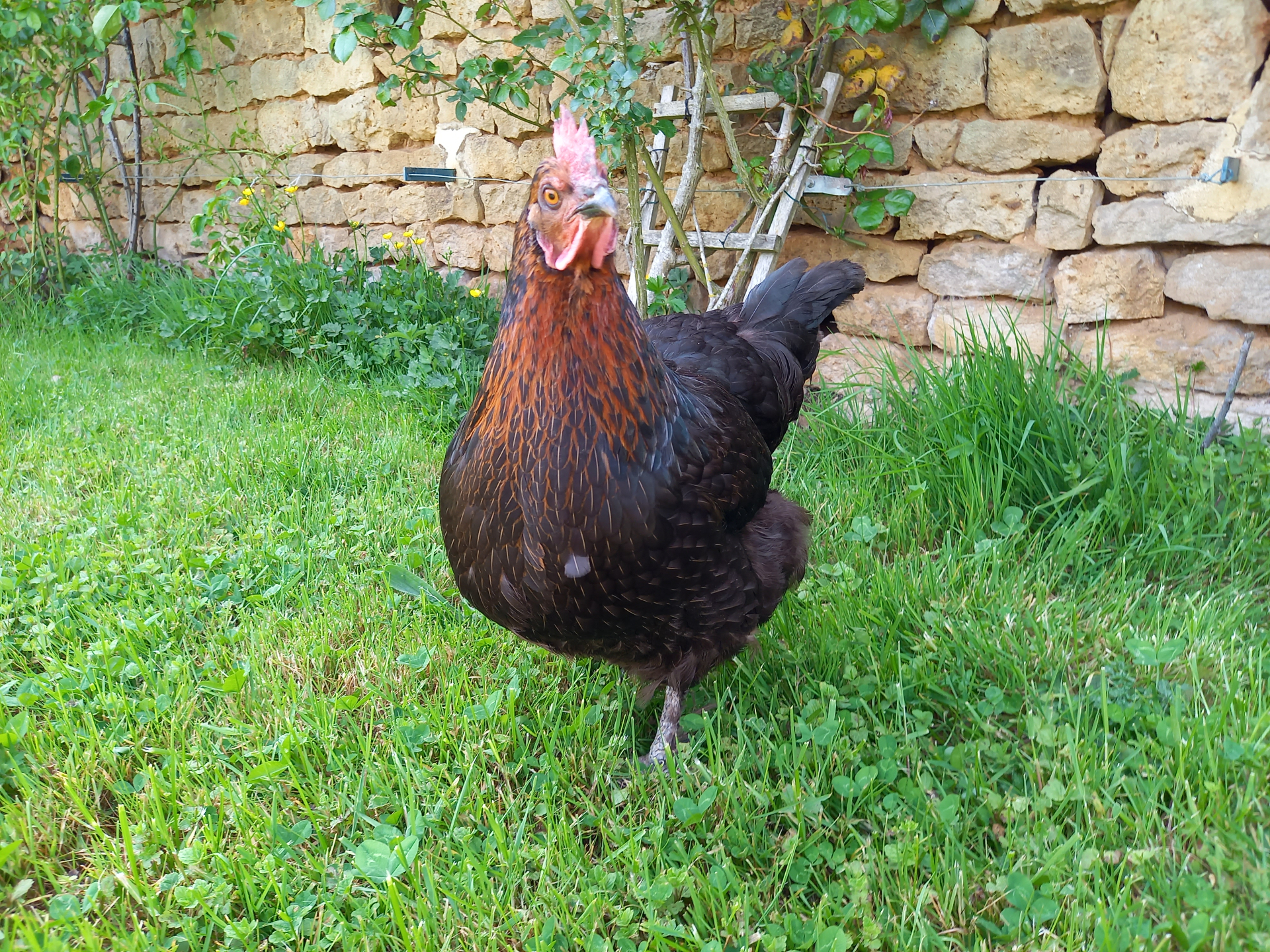 Exposition nationale d'aviculture