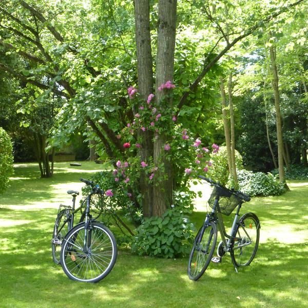 Deux vélos au pied d'un arbre, dans le jardin arboré.