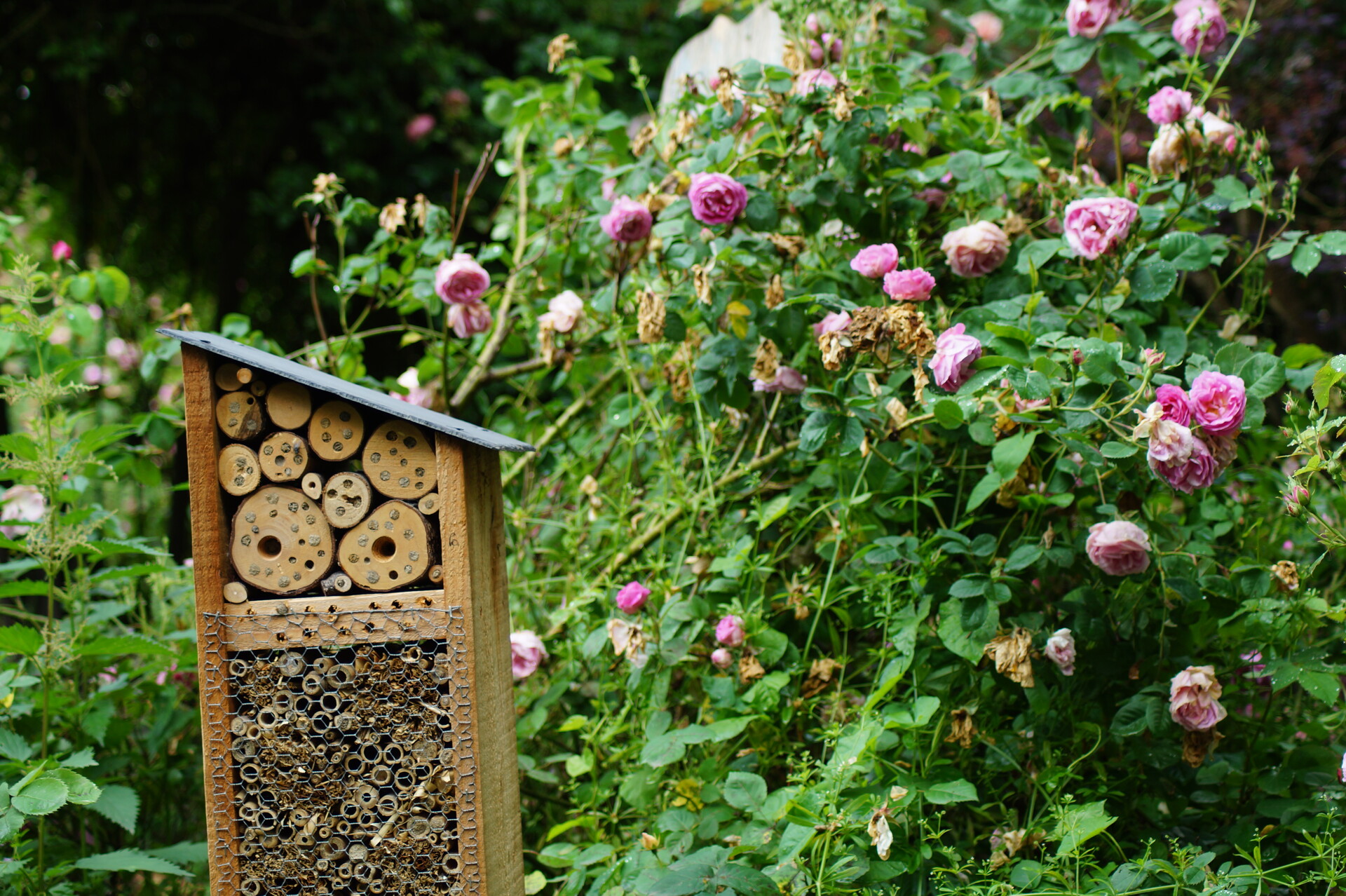 Le jardin des plantes à couleurs