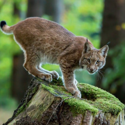 Vacances au musée : Parcours lynx