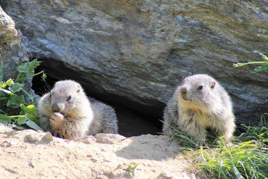 aussois-randonnees_bureau-guides-savoie-maurienne