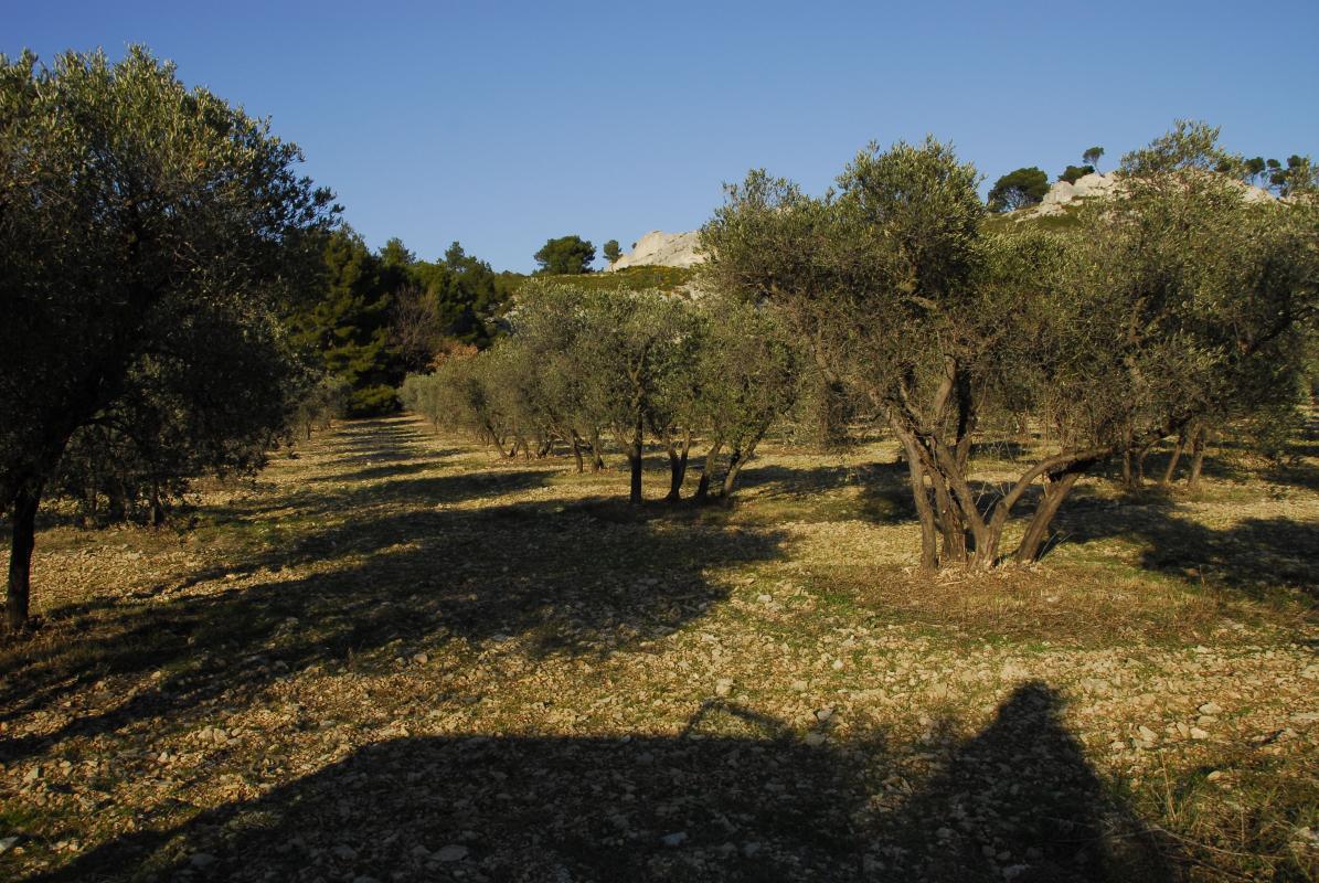 LES LAURIERS ROSES, Mouriès - photo 19