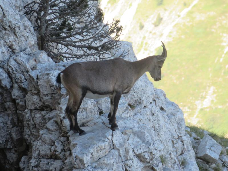 Ascension du Mont Aiguille par la voie normale