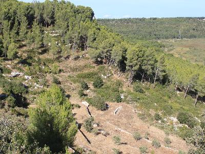 Forêt domaniale de Castillon