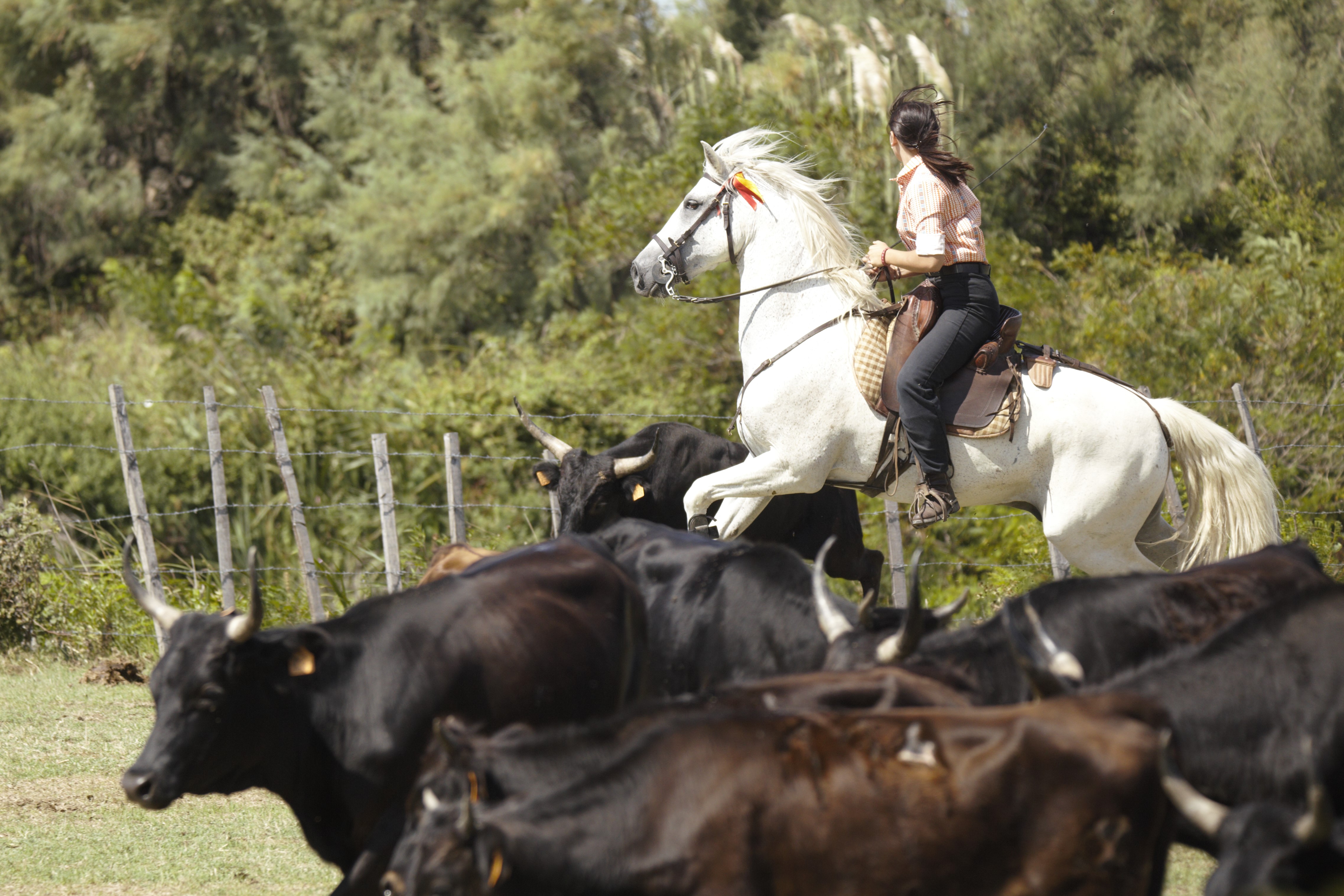 animation-taureaux-calecheÂ©Corentin-DEPERNET (8)