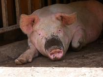 Les porcs fermiers de l'alpage
