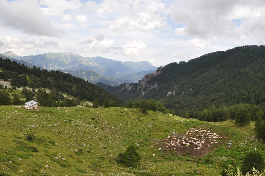 vue sur troupeau vaches a castérino