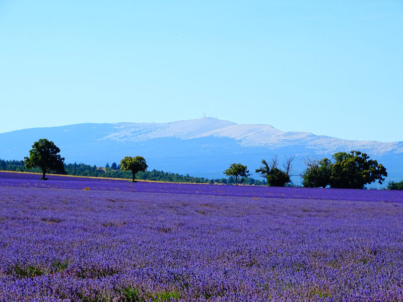 LAVANDE_CHAMPLONG_CASTELLET ©S. Masse (51)