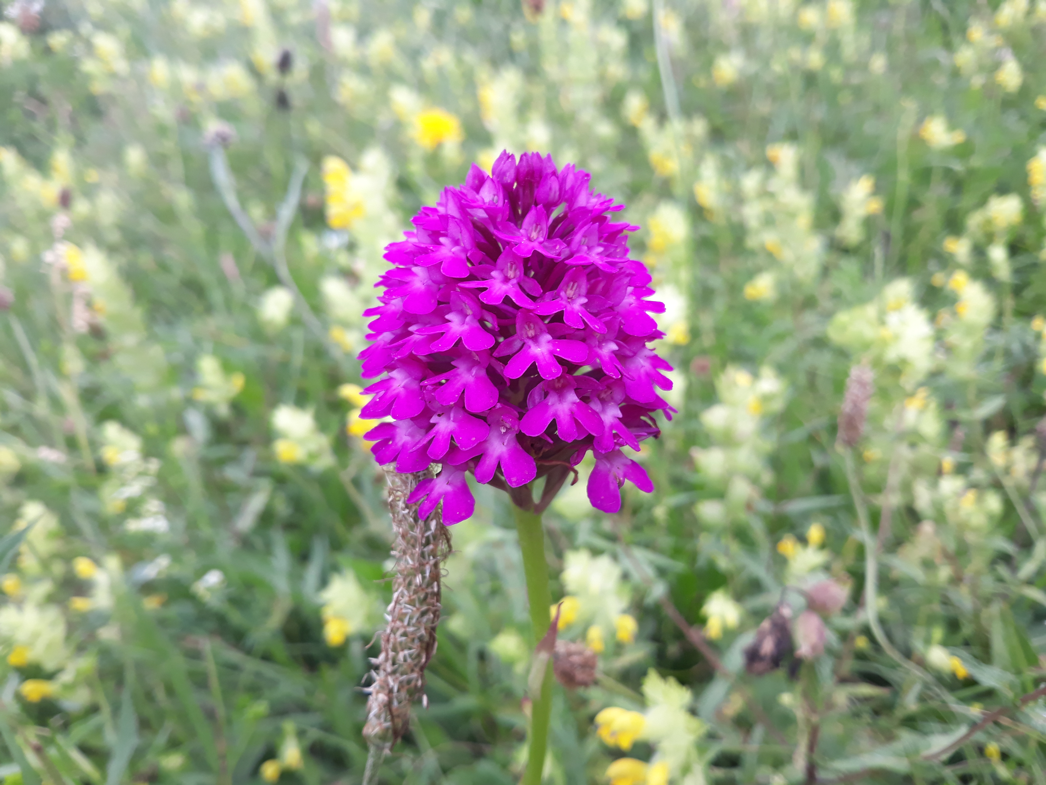 Orchis pyramidale
