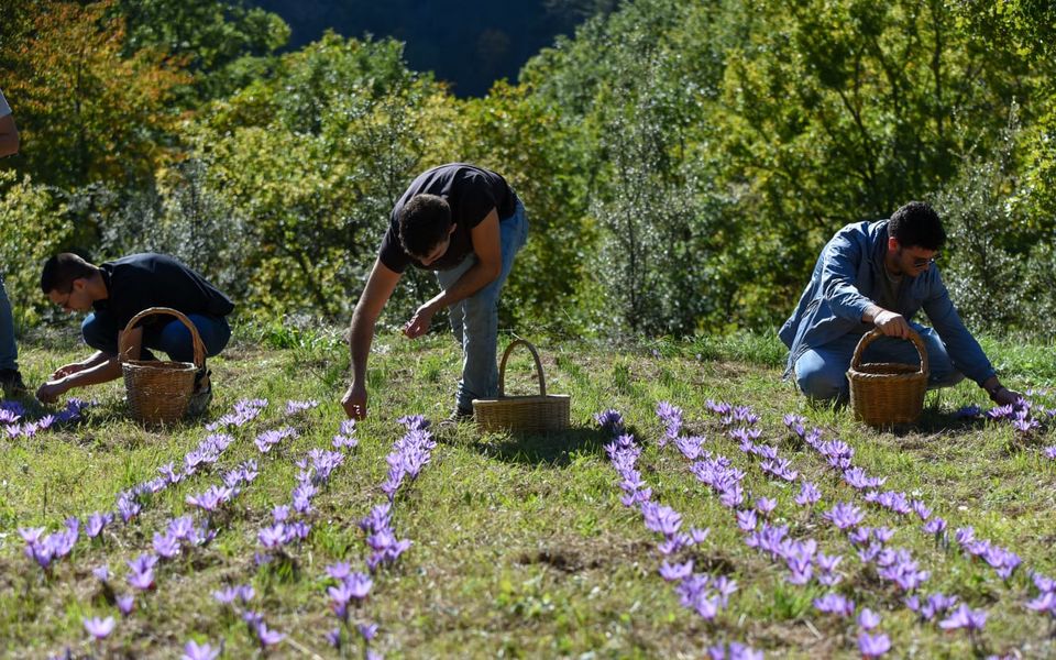 Récolte des fleurs de safran