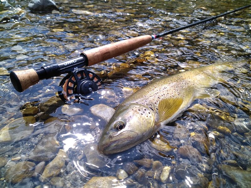 Truite pêcher à la mouche