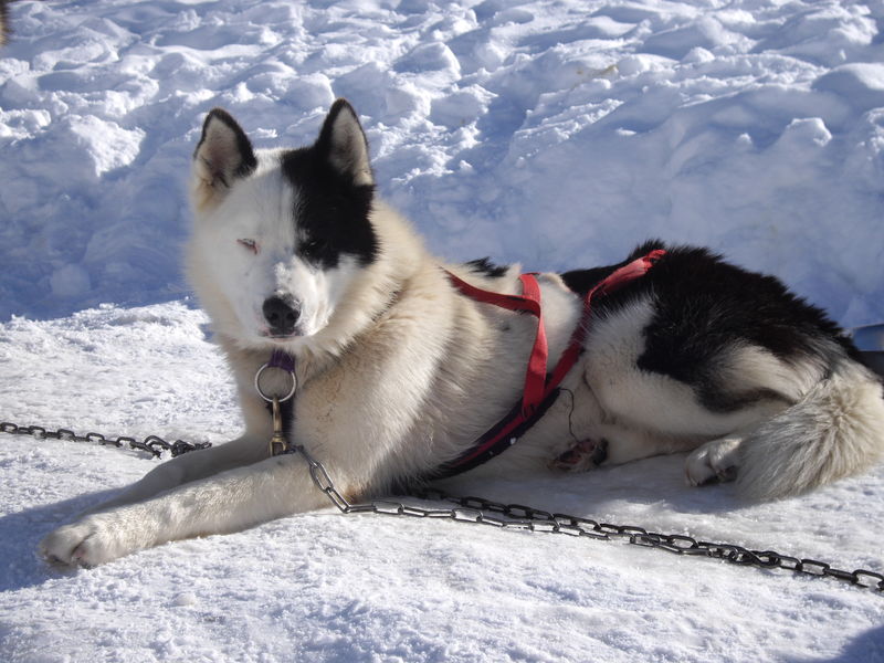 Chiens de traineaux
