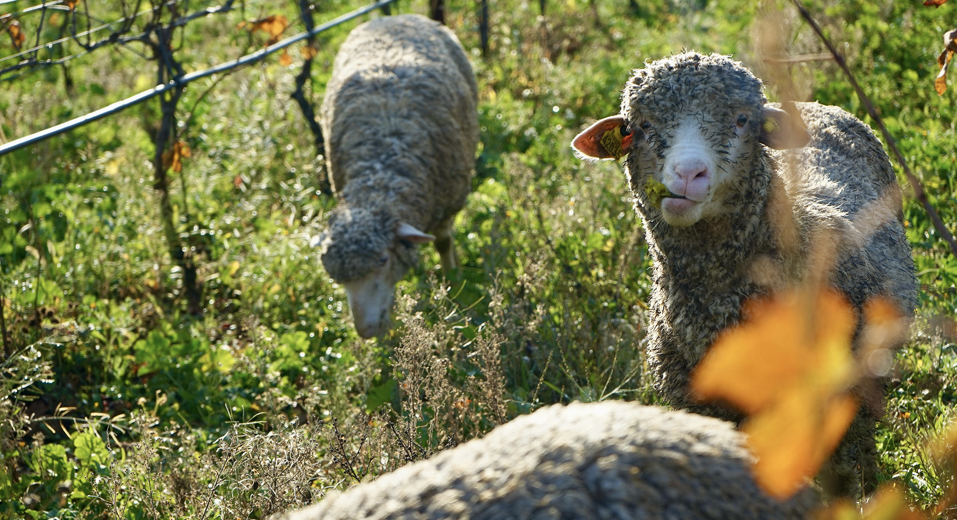 Domaine des Alpilles - photo 4