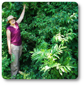 week-end "découverte des plantes sauvages comestibles et médicinales"