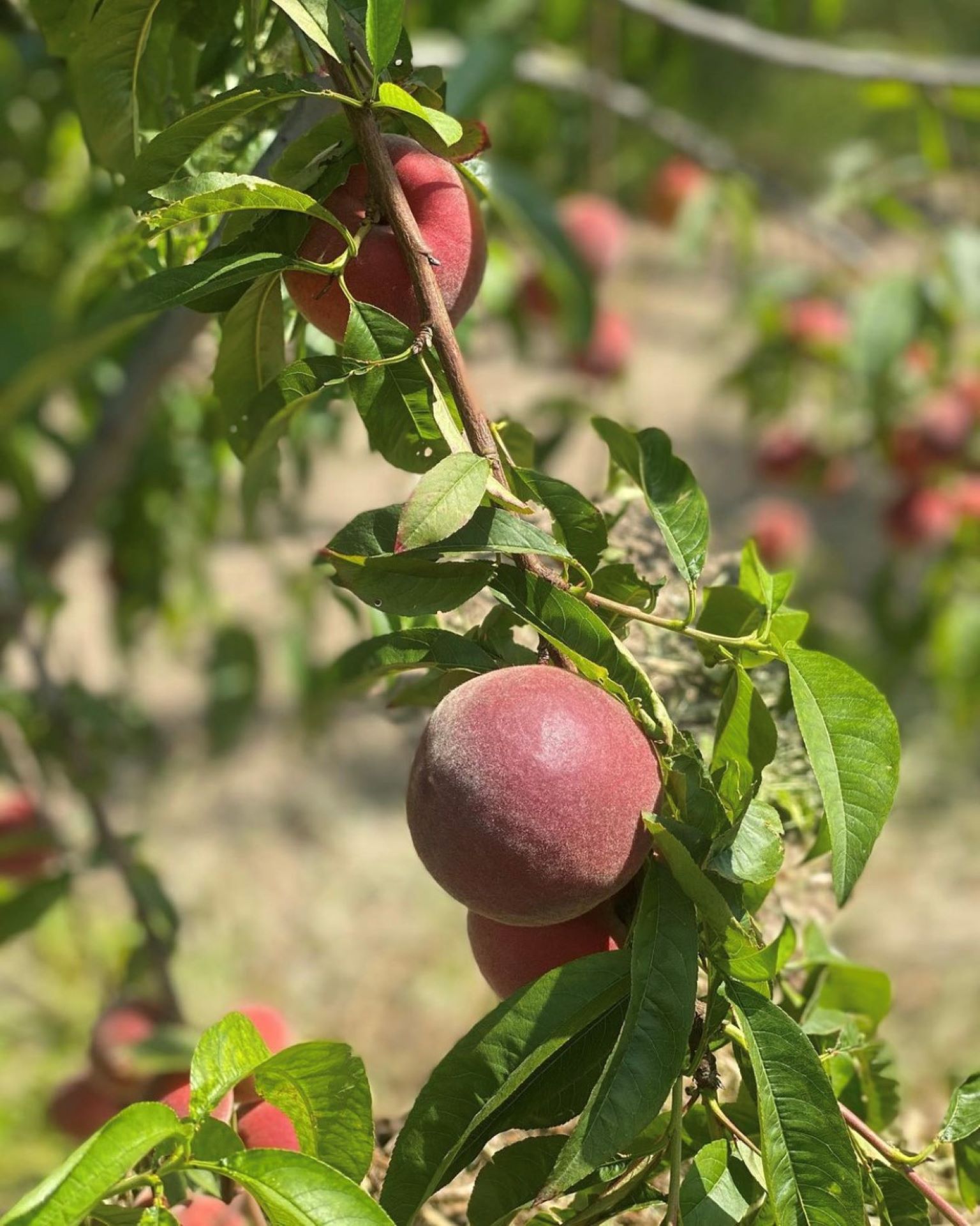 Ferme Auvrai - photo 5