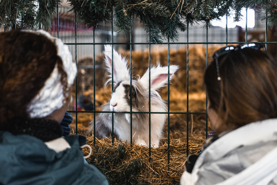 Animaux à la Ferme de l'Adroit à Val d'Isère