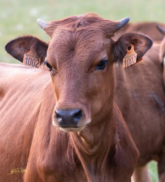 Christine Pascal - Photographe nature