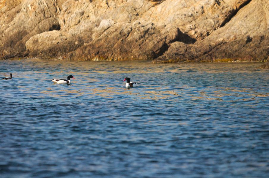 Point rencontre : Initiation à l’ornithologie (Porquerolles)_Hyères