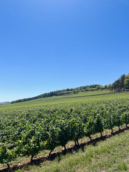 Visite signature - Château de Lachassagne