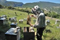 Les ruches de Miel & Délices du Verdon