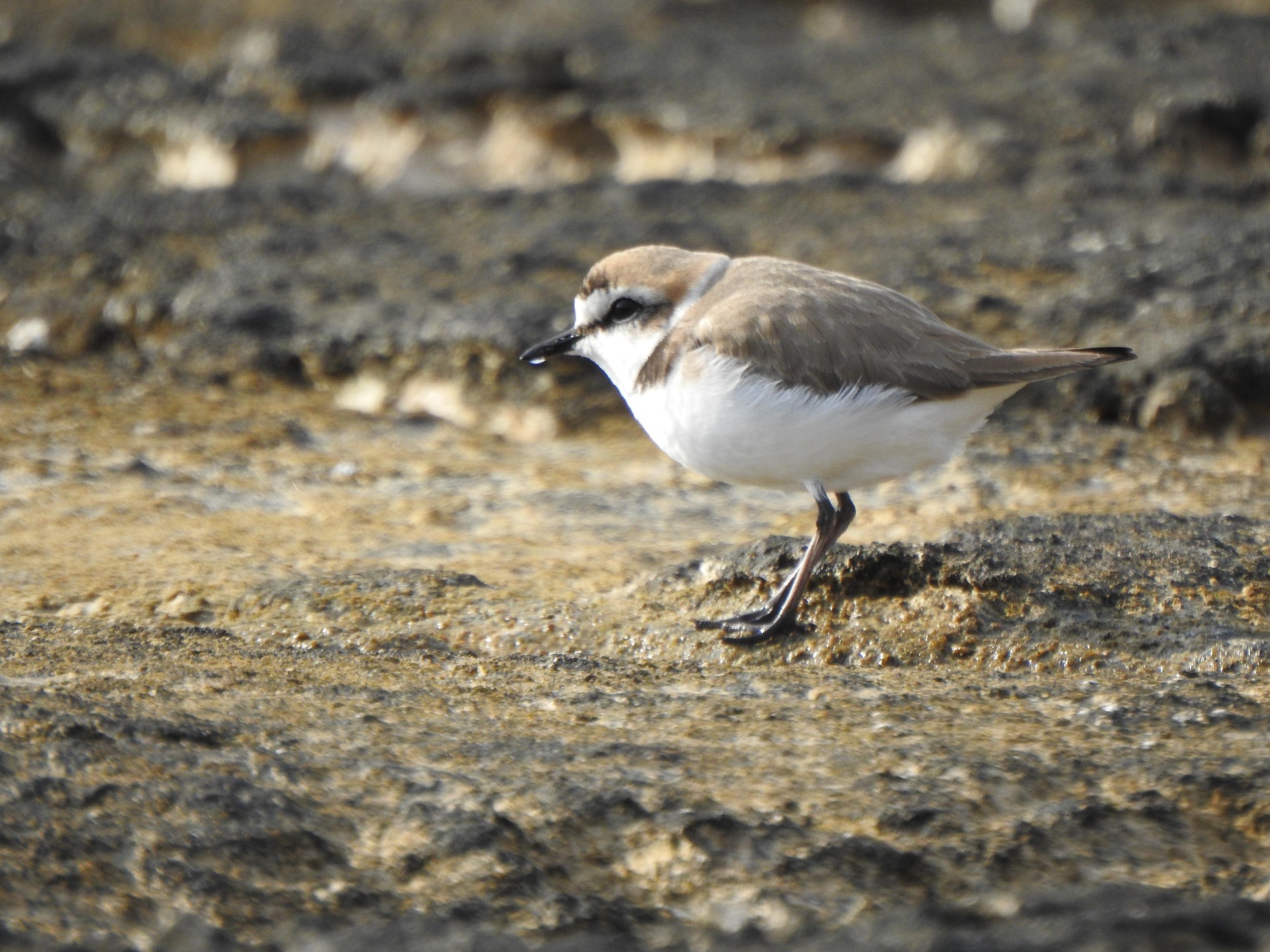 Balade ornithologique