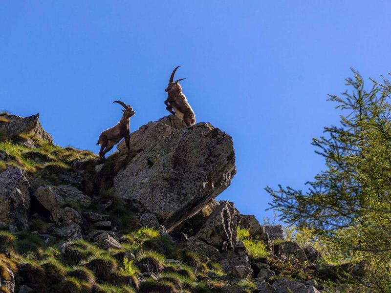 Ciné Lautaret : 'Bouquetin, la vigie des montagnes'