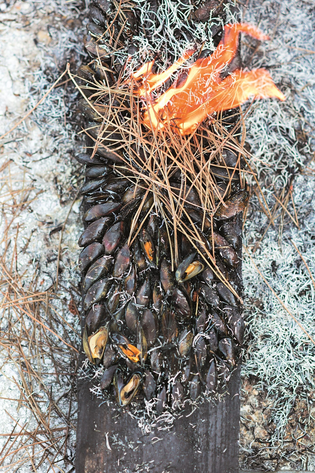 Eclade et Sardinade