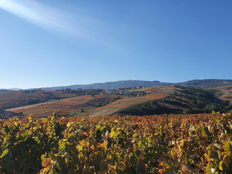 balade vignes beaujolais