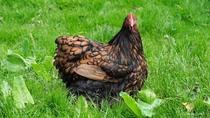 Les poules en balade