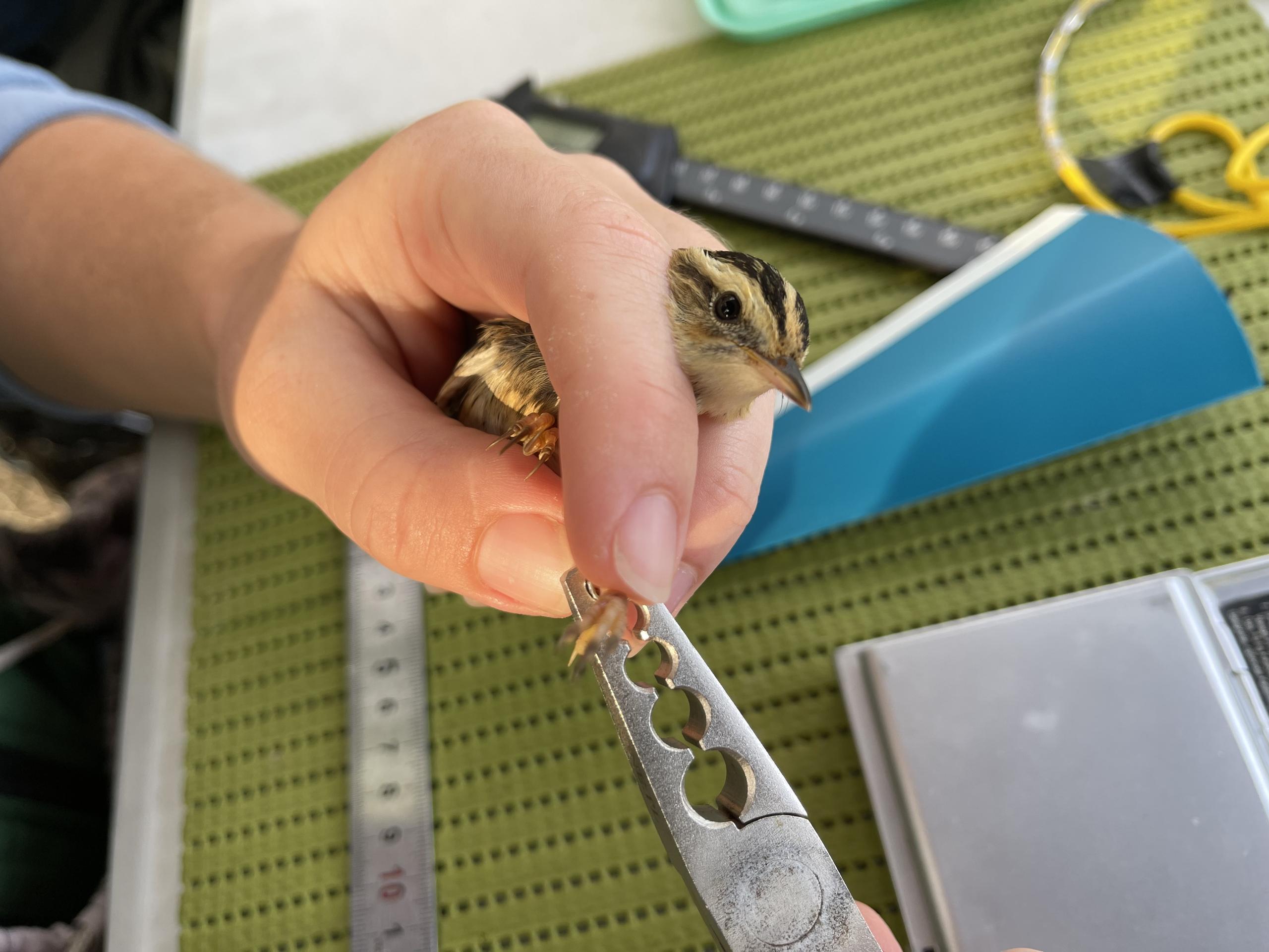 Oiseaux migrateurs des marais de Gironde