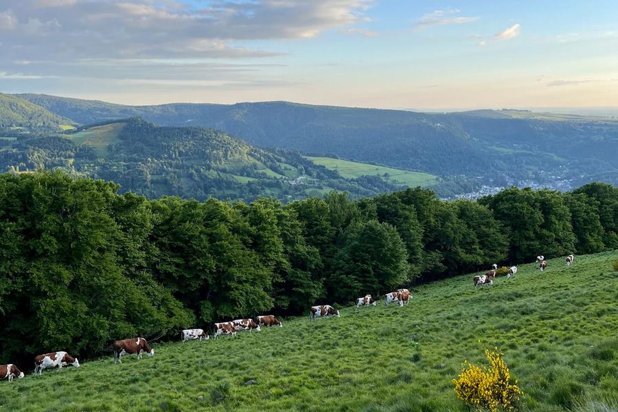 Sur les pentes du puy Gros