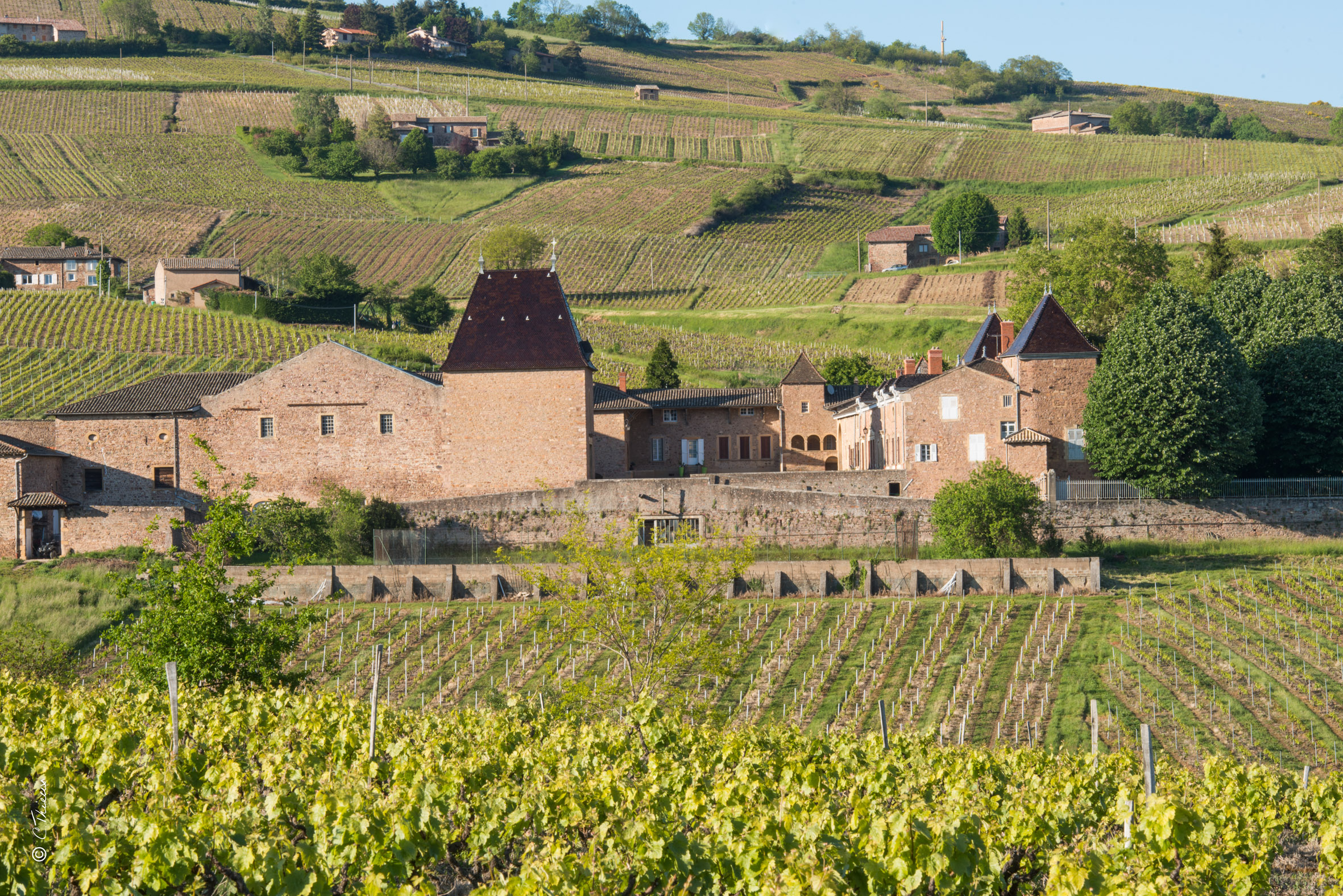 Visite et dégustation au Château de Juliénas
