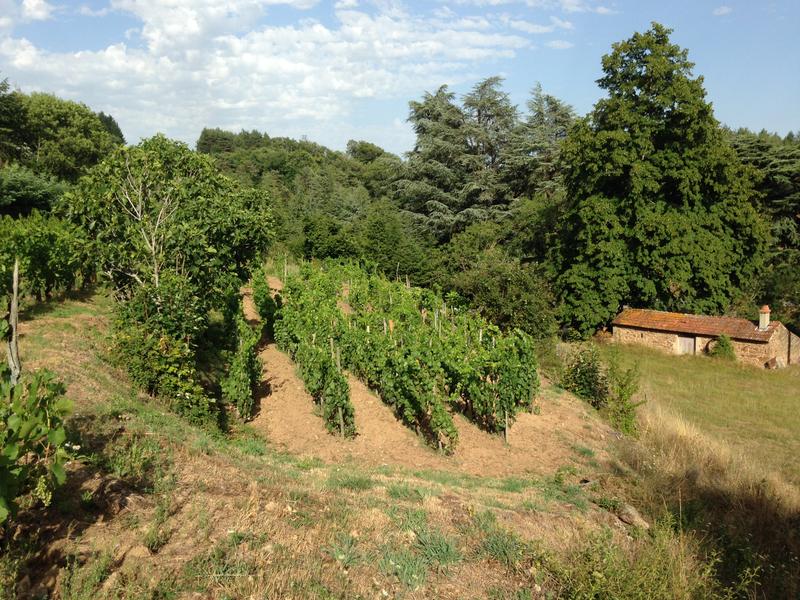 Visite dégustation de vins BIO nature au Domaine Morlanche_Arlebosc