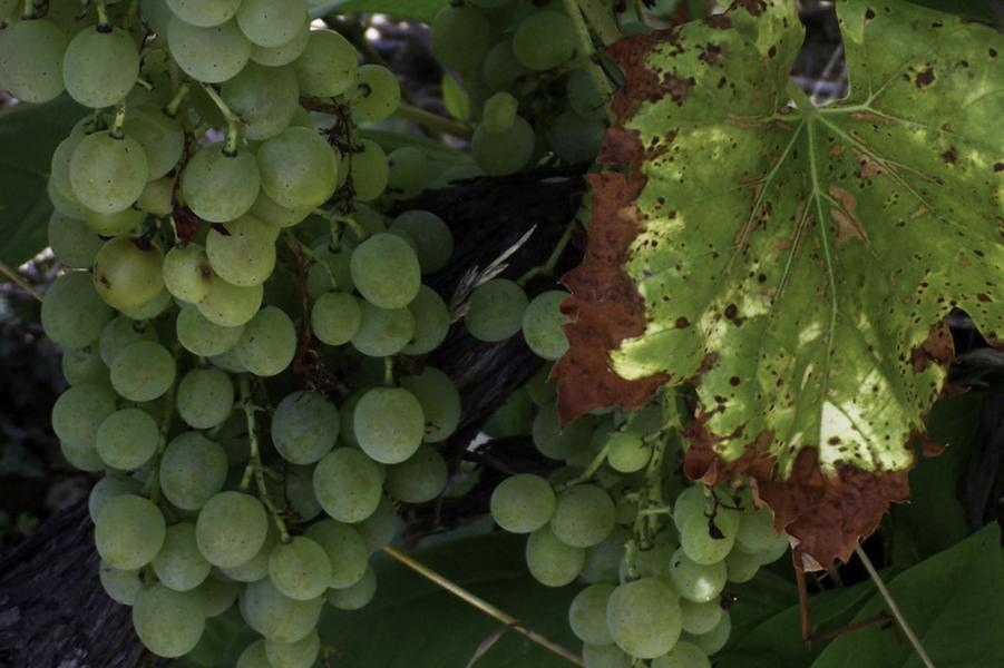 EARL Noël Martin - viticulteur - Saint-Chef, cité abbatiale - Balcons du Dauphiné