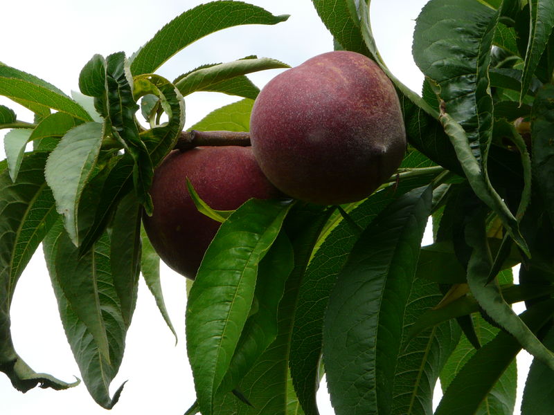 Les Jardins de la pêchette