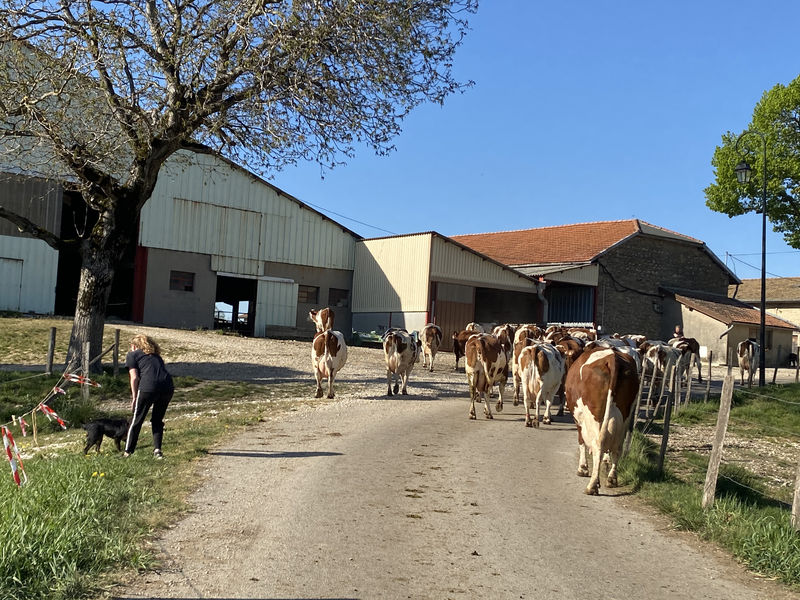 L'heure de la traite