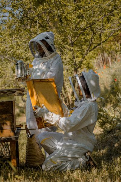 Nos abeilles