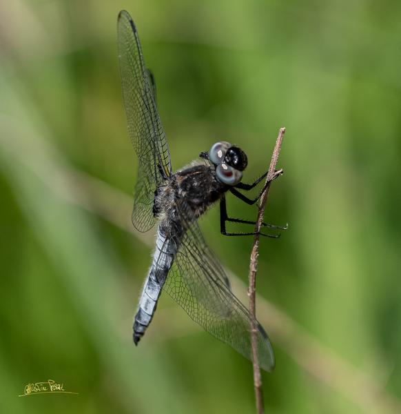 Christine Pascal - Photographe nature Aiguebelette
