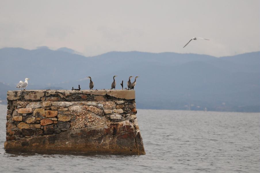 Point rencontre : Initiation à l’ornithologie (Porquerolles)_Hyères
